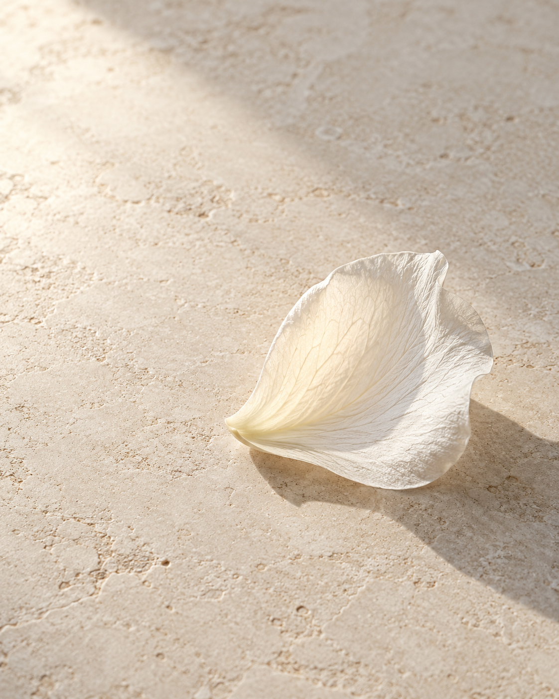 Soft morning light passing through a white petal on pale stone